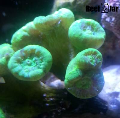 Candy Cane Coral Growth