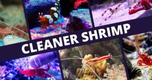 cleaner shrimp care