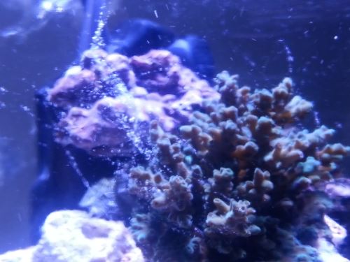 coral sliming