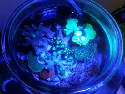 corals top down new