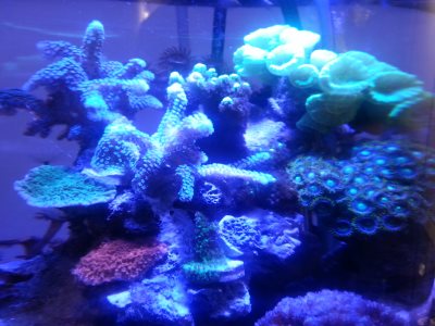 corals top half new