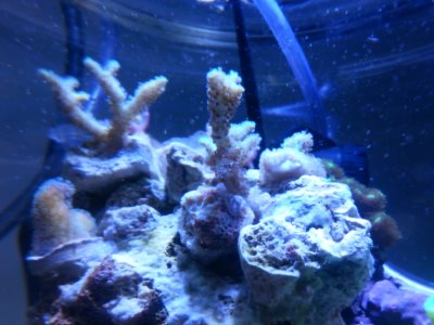 corals top half old