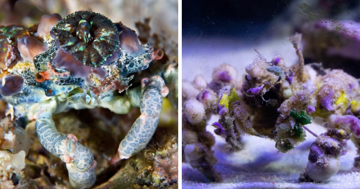 8 Common Types Of Saltwater Crabs For Reef Tanks