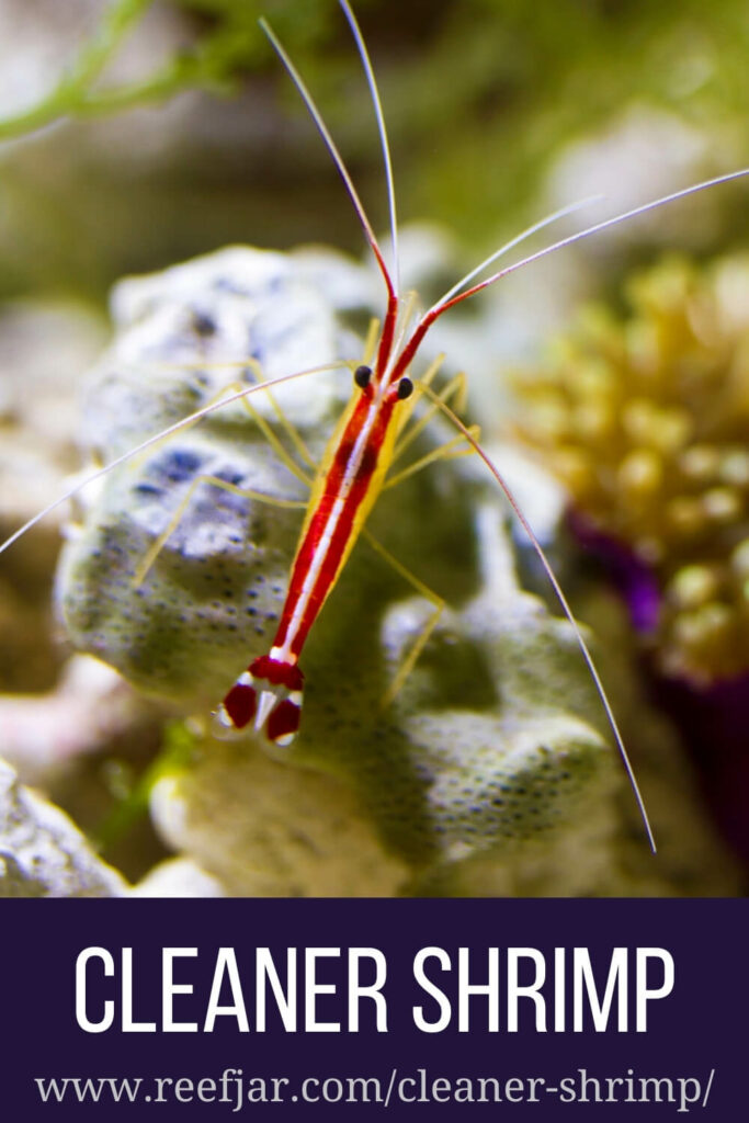 how to care for cleaner shrimp