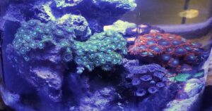 pico reef zoanthids perfect emperature