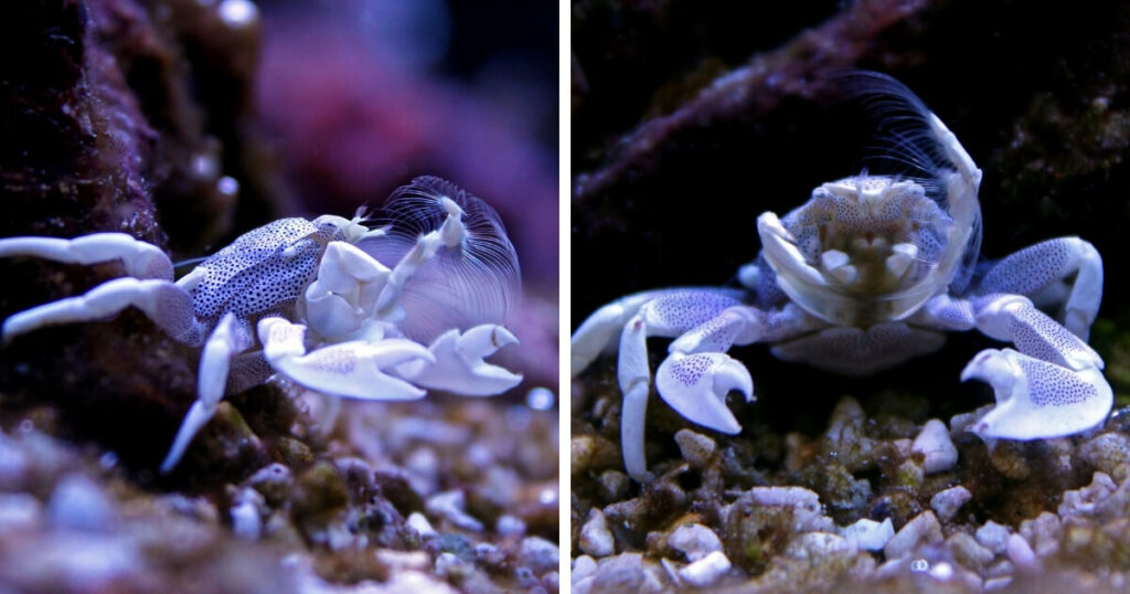 porcelain crab in reef-tank