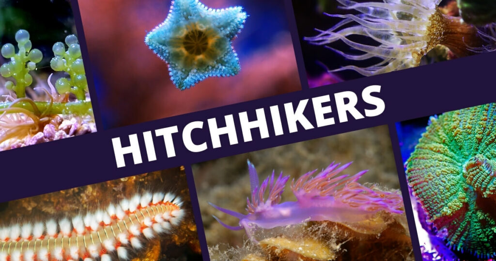 reef tank hitchhikers