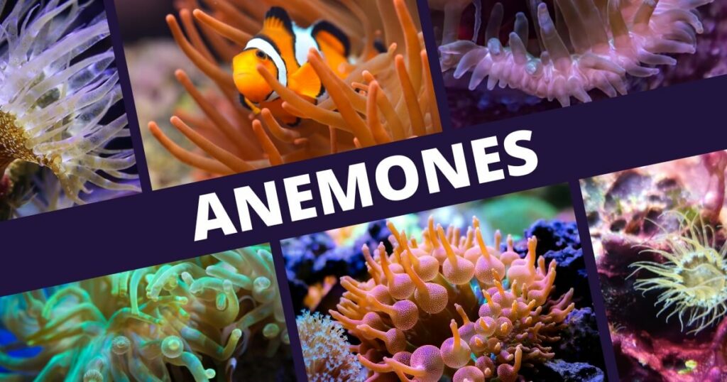 types of anemones