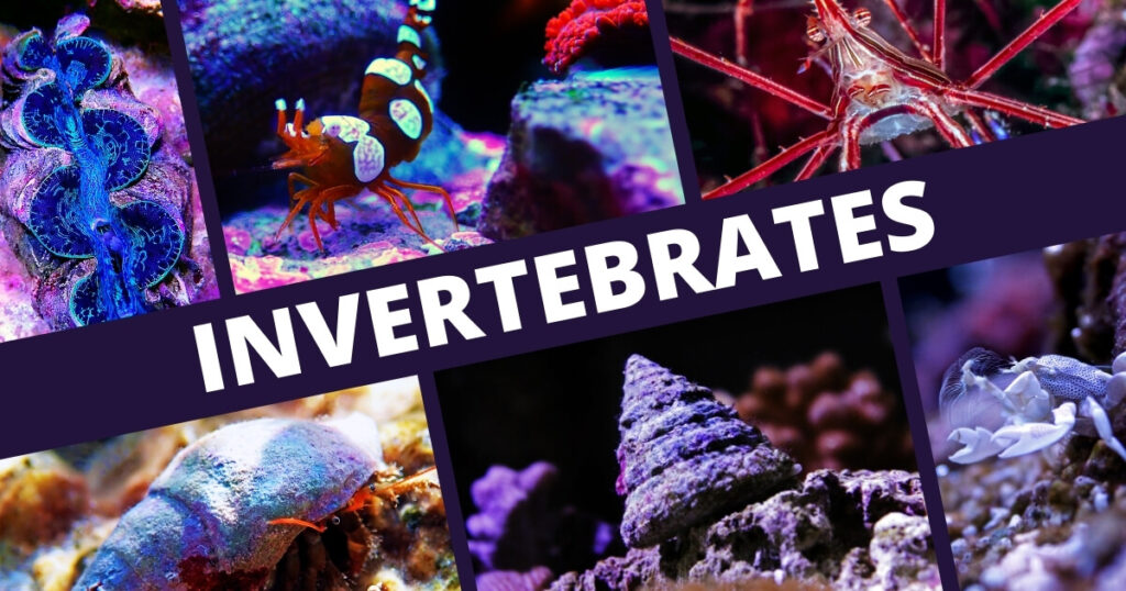 types of invertebrates