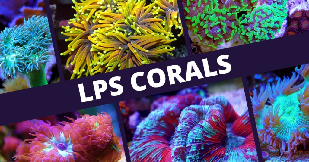 types of lps corals