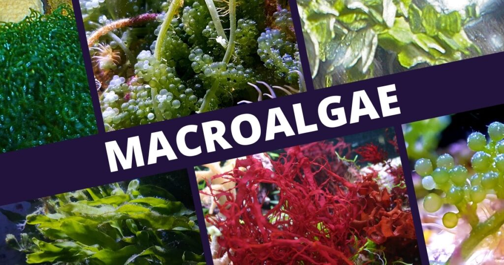 types of macroalgae