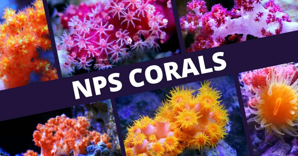 types of nps corals