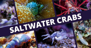 types of saltwater crabs