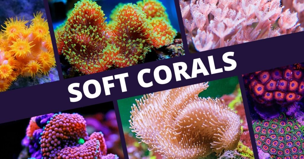 types of soft corals