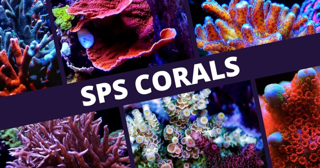 types of sps corals