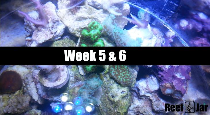 Week 5 and 6 Featured